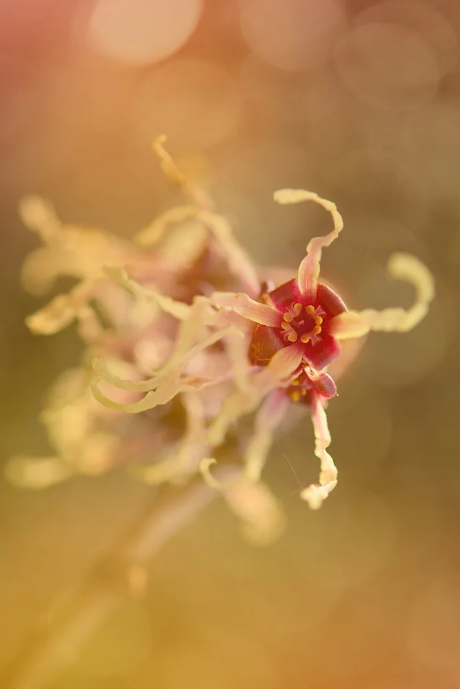 Shumilova, Ludmila: Petali