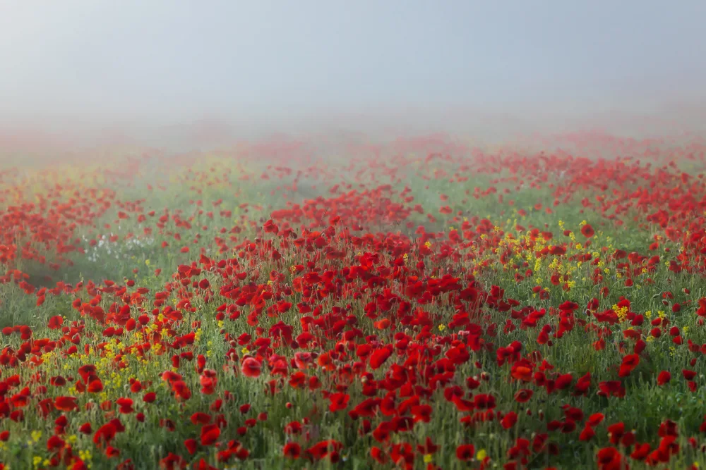 Barboni, Sergio: amapolas en la niebla