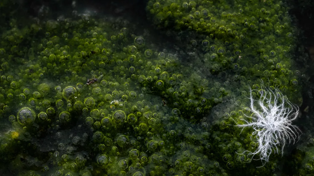 Takemura, Takumi: Fioritura