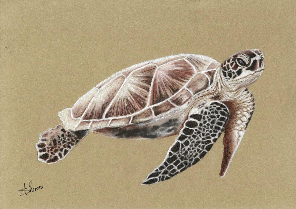 Theron, Sunet: Tortue de mer