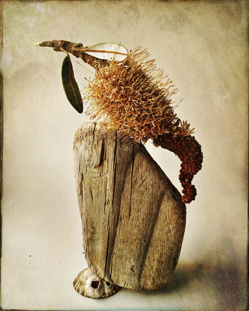 Barron, Robyn: Zůstatek Banksia
