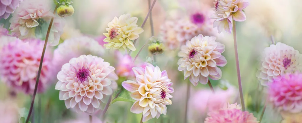Parker, Jacky: Champ de dahlias