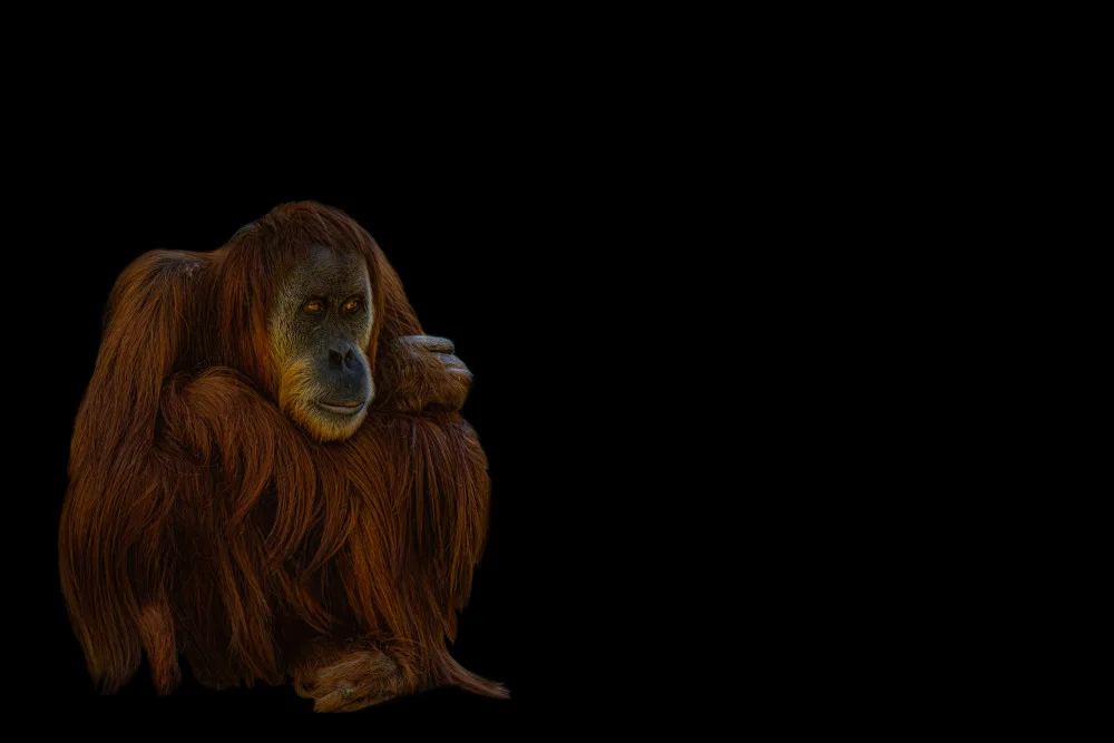 Tsikiridis, Georgios: Orangutan