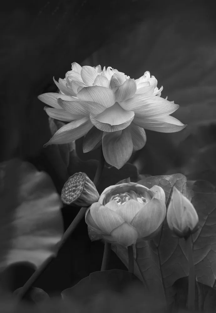 Hayama, Makihiko: Fiore della Vita