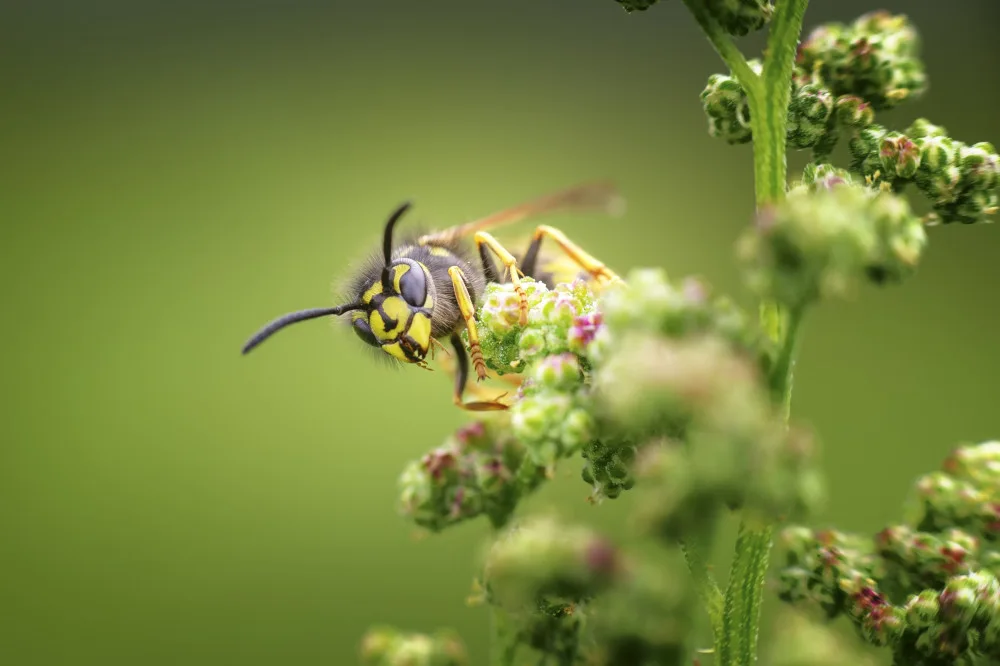 Pettersson, Benny: Aspetto