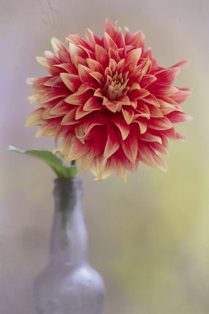 Lester, D Linda: Dahlie in einer Vase