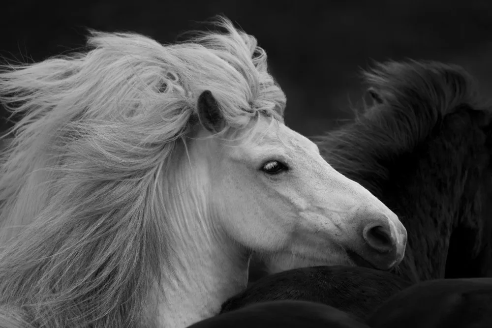 Fan, John: Bad-Hair-Day