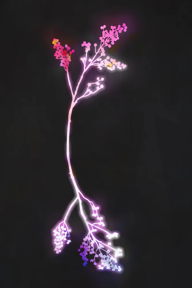 amini54: Florescence Fuschia Květiny