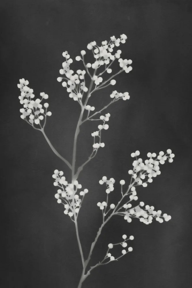 amini54: Monograph Black Flowers