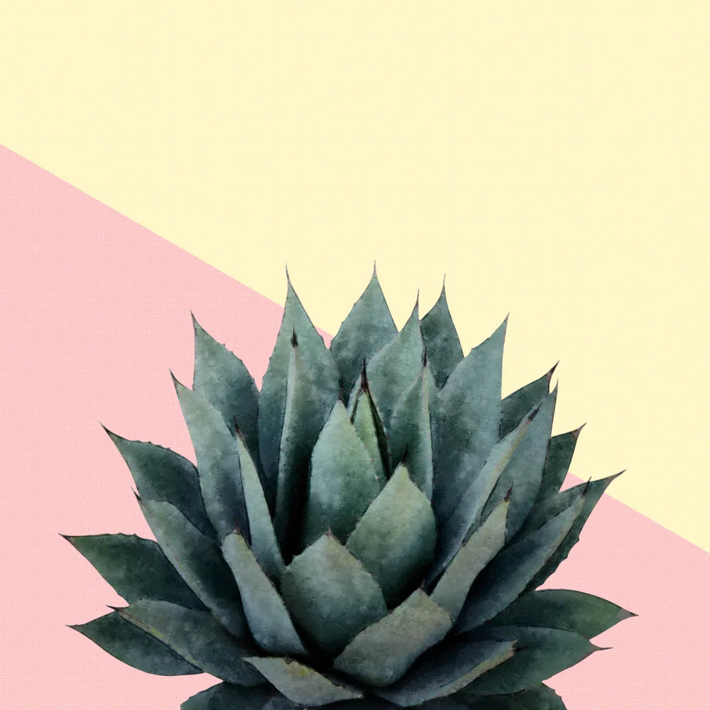 amini54: Agave 04