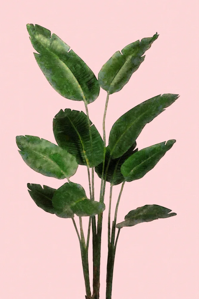 amini54: Bird of Paradise Plant on Pink Wall