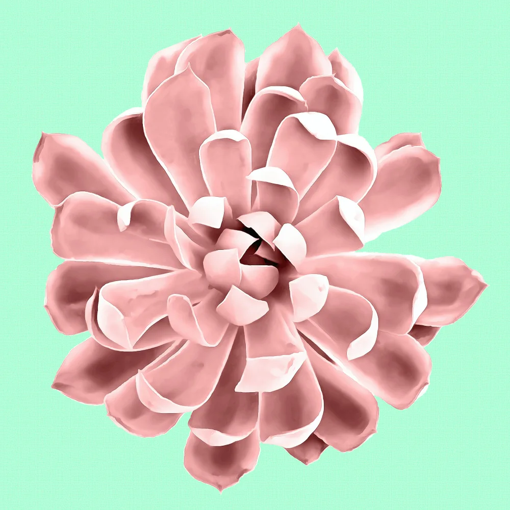 amini54: Pink Succulents on Teal