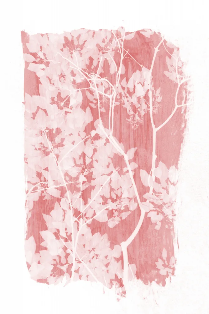 amini54: Silhouette de feuillage d'arbre rose