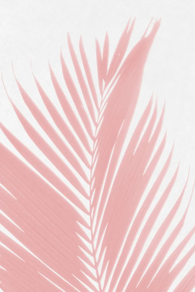 amini54: Pink Palm Leaves Silhouette