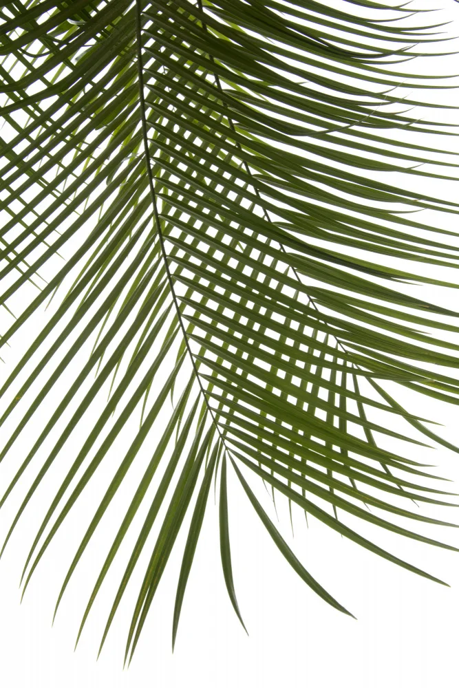amini54: Palmblätterlaub Foto IV