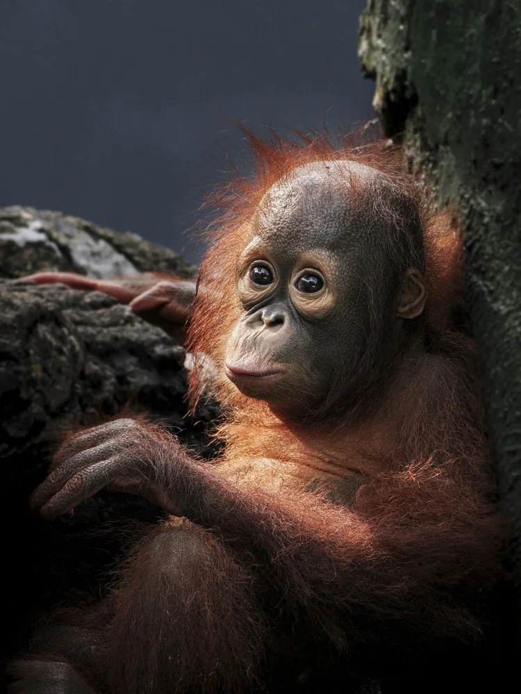 Sukrisman, Lugyanti: Orango del Borneo