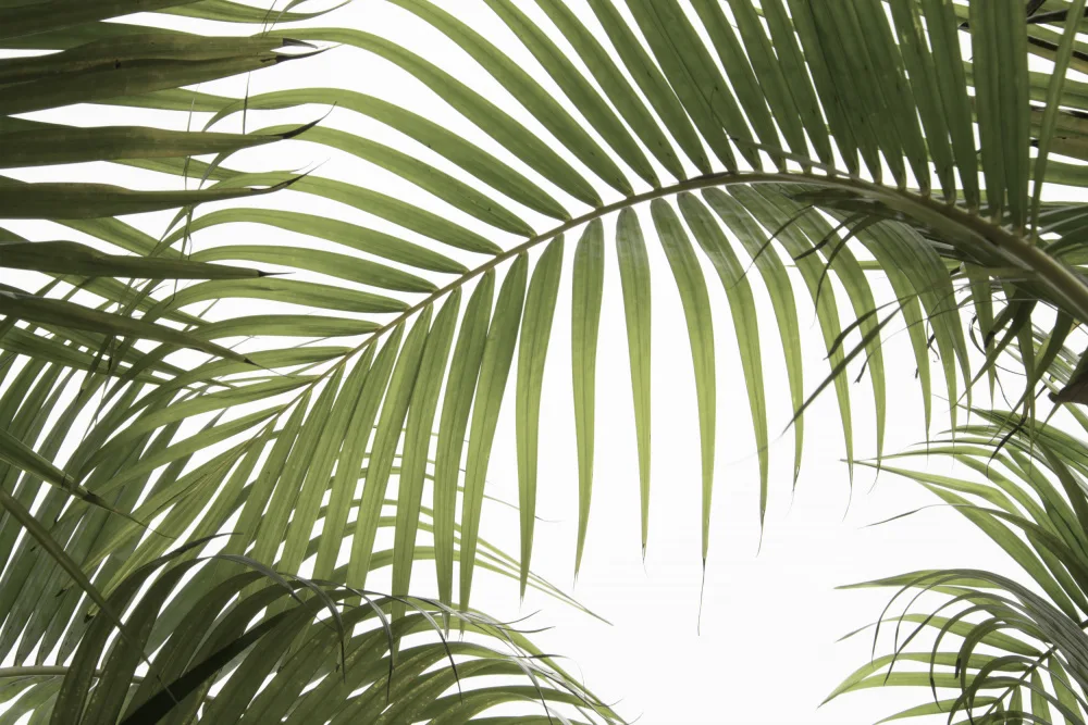 amini54: Palmblätterlaub Foto 01