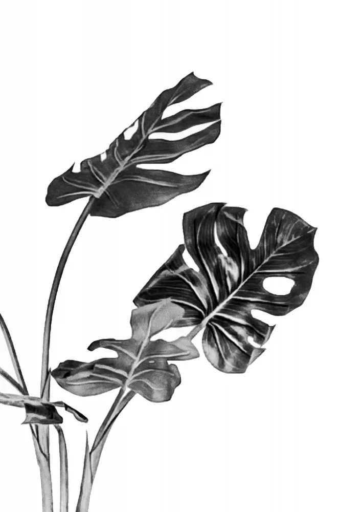 amini54: Monstera in bianco e nero 02