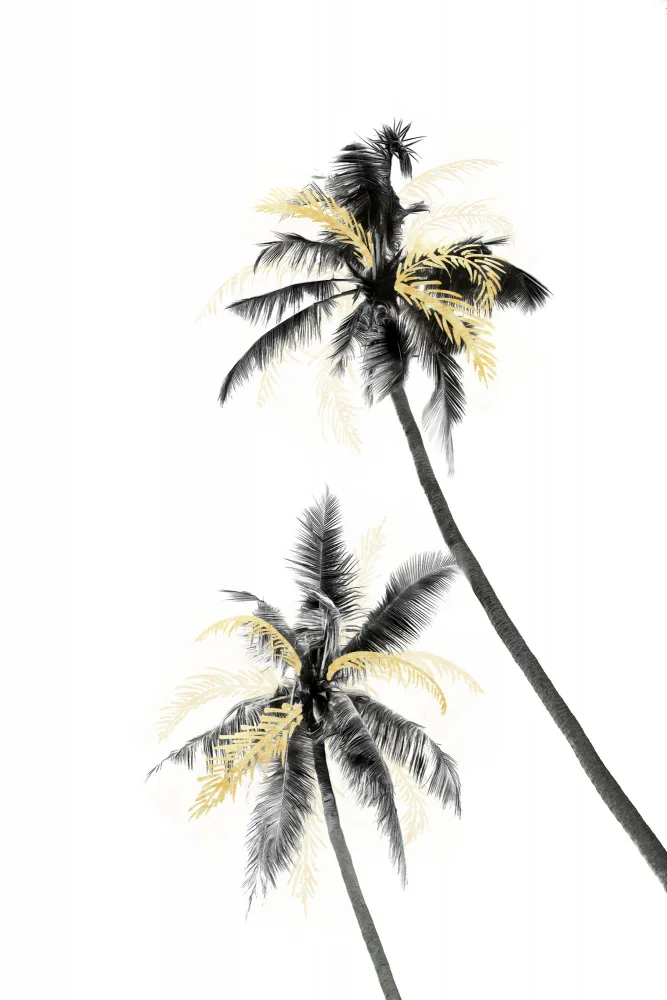 amini54: Palm Tree Black, White and Gold 02