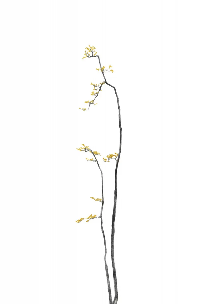 amini54: Bonsaï 01