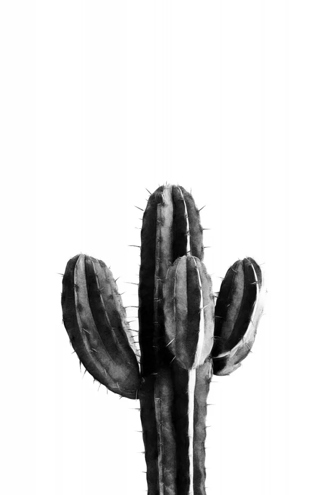 amini54: Cactus in bianco e nero 03