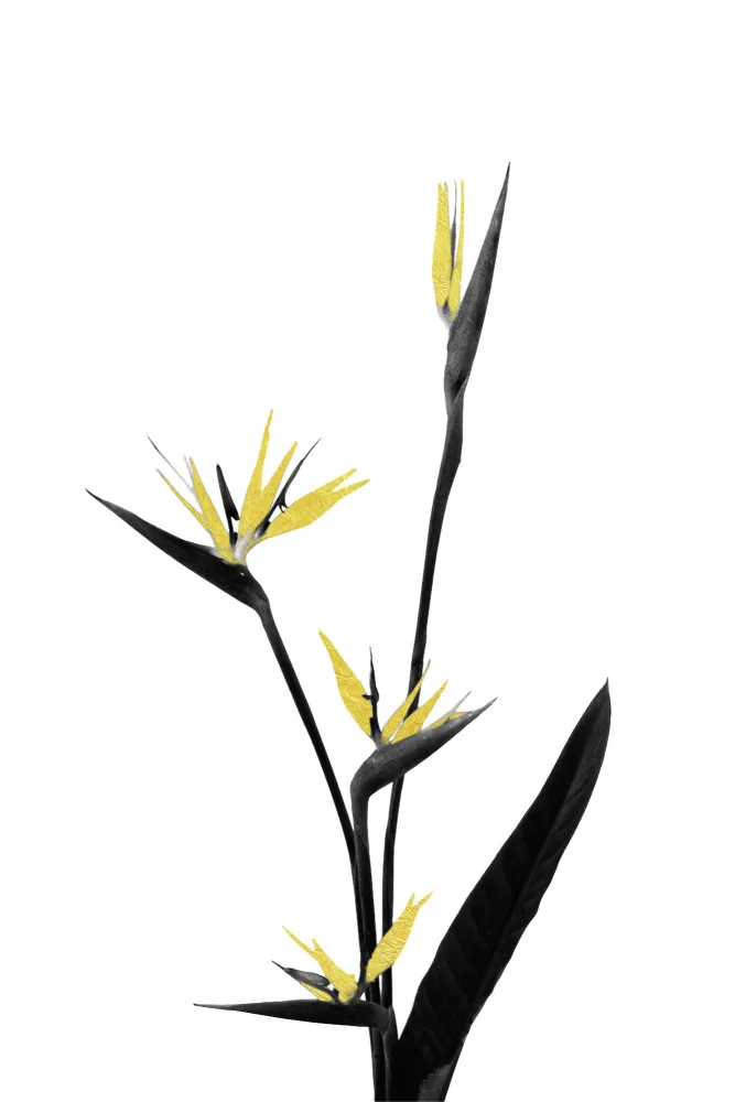 amini54: Fleur Minimale Noir et Or 05