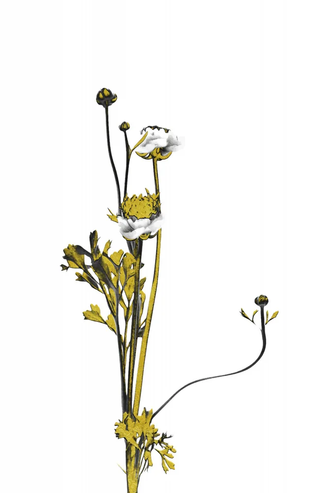 amini54: Fleur Minimale Noir et Or 08