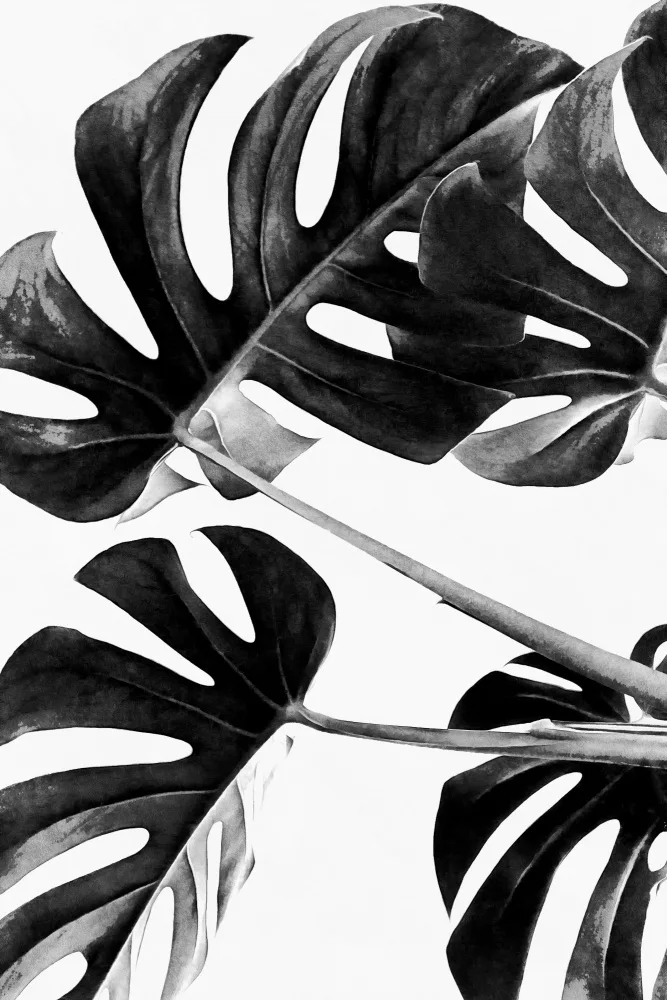 amini54: Monstera Black and White 05