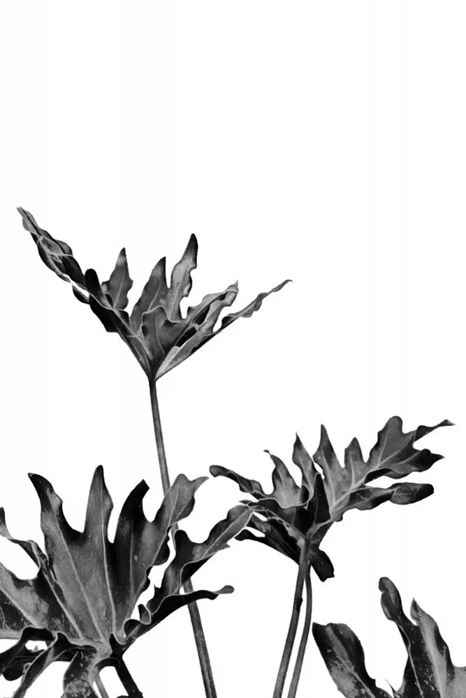 amini54: Monstera Noir et Blanc 08