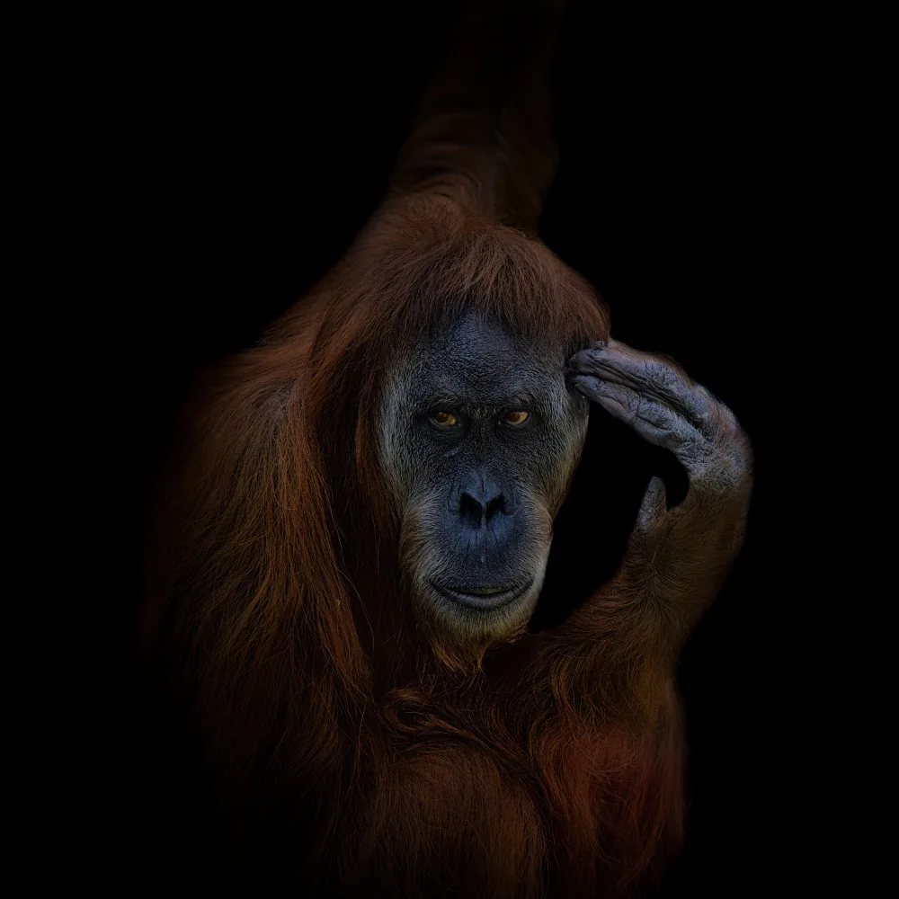 Tsikiridis, Georgios: Orangutan