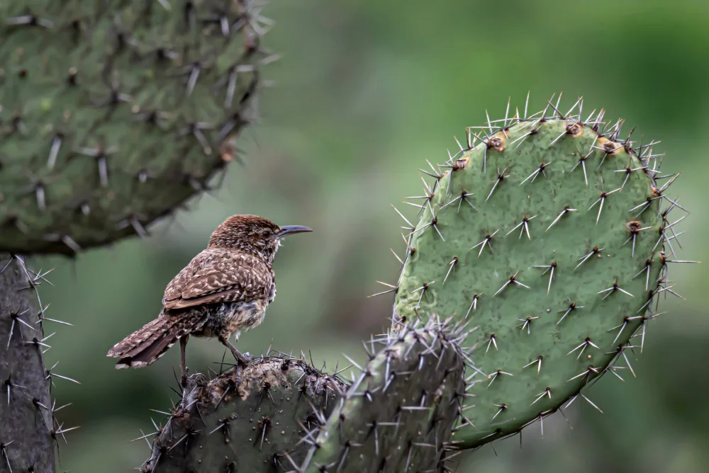 Gregorius, Brandon: Scricciolo di cactus su cactus