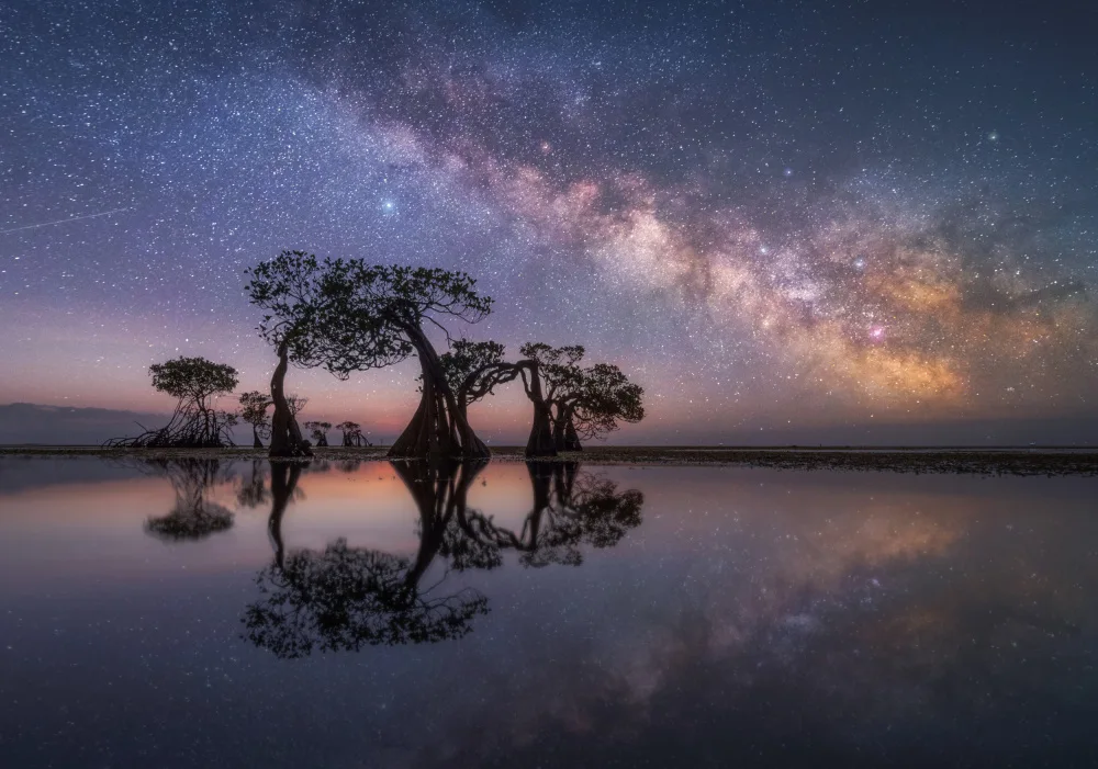 Ye, NingYun: des arbres