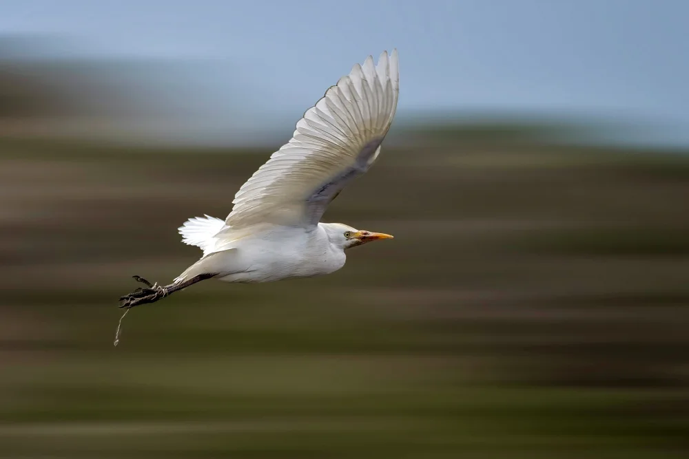 Allam, Abdelkader: Schneller Vogel