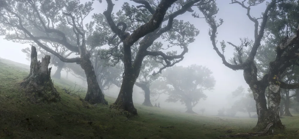 Pauli, Nina: Niebla de la manana