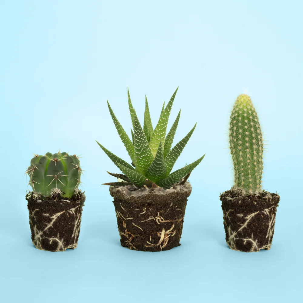 Ramiro, Julia: cactus.1