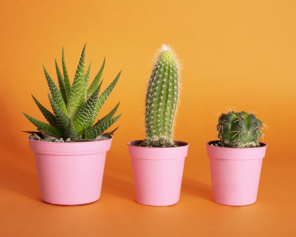 Ramiro, Julia: Cactus.2