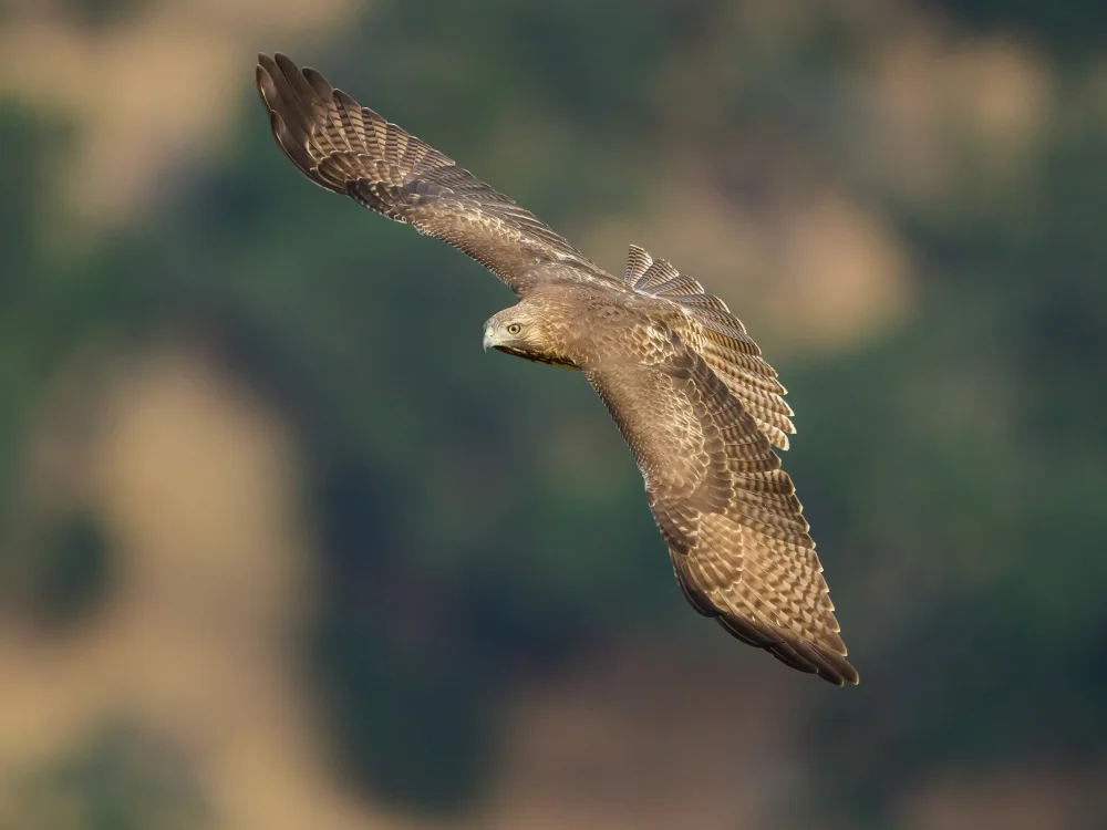 Wang, Moses: Rotschwanzbussard
