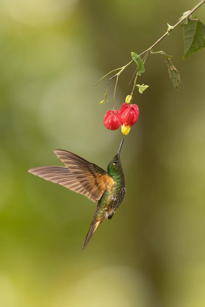 Lu, Bill: Buff-tailed