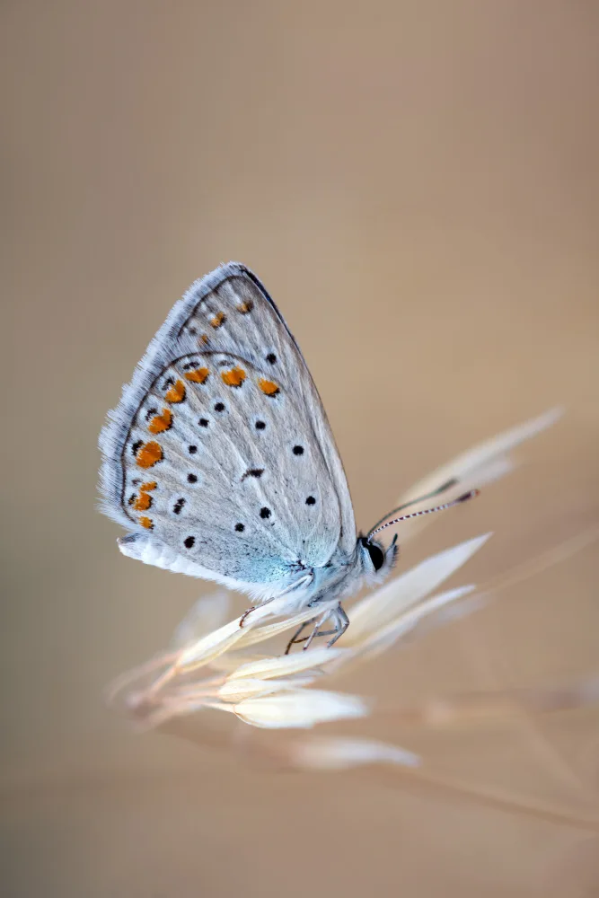 Rezaeian, Ali: Polyommatus Icaro (maschio)