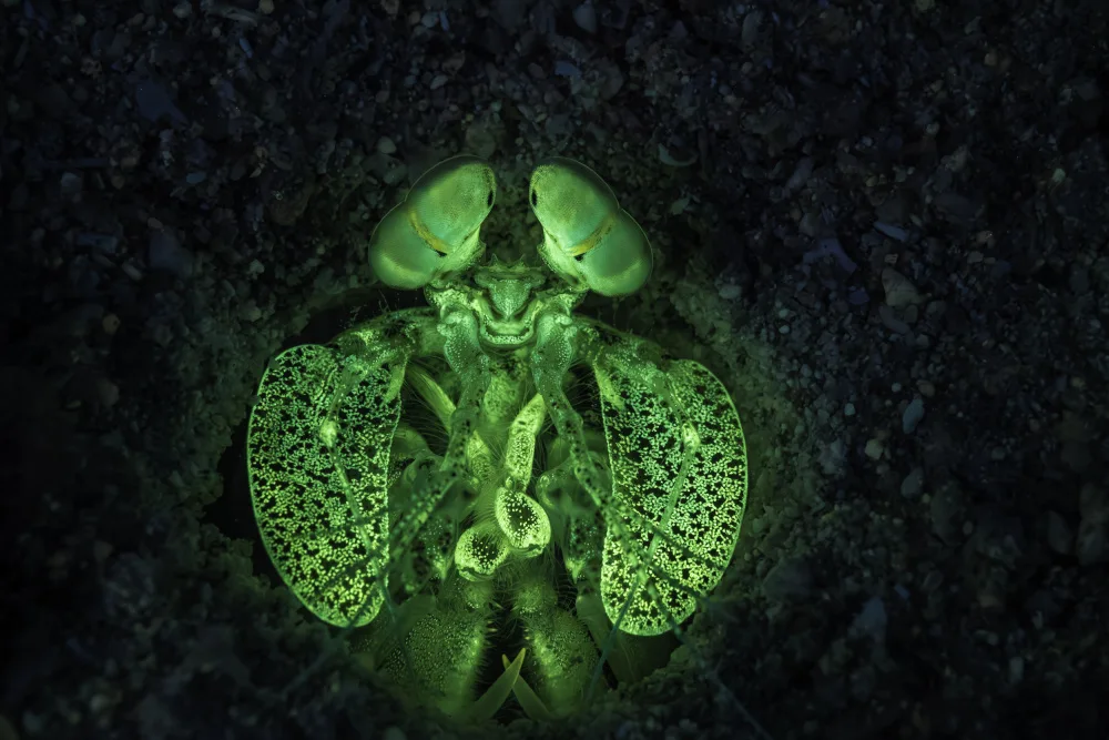 Gabriel, Barathieu: Gambero mantide fluorescente