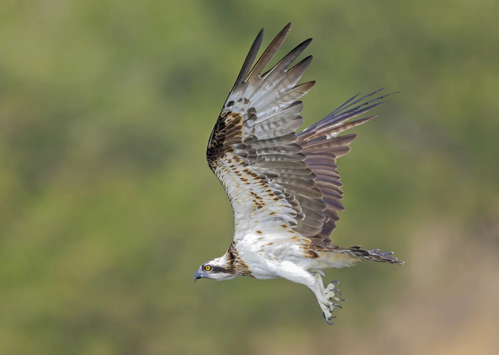Waldmann, Shlomo: Osprey v lovu