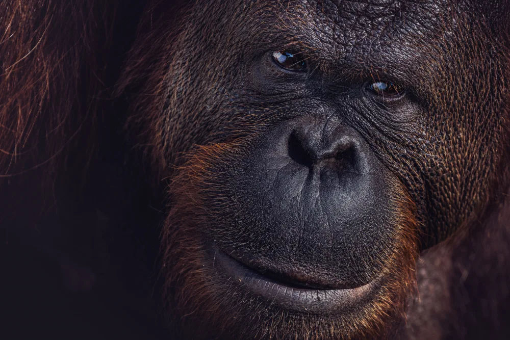 Tagliarino, Marco: Augen von Borneo