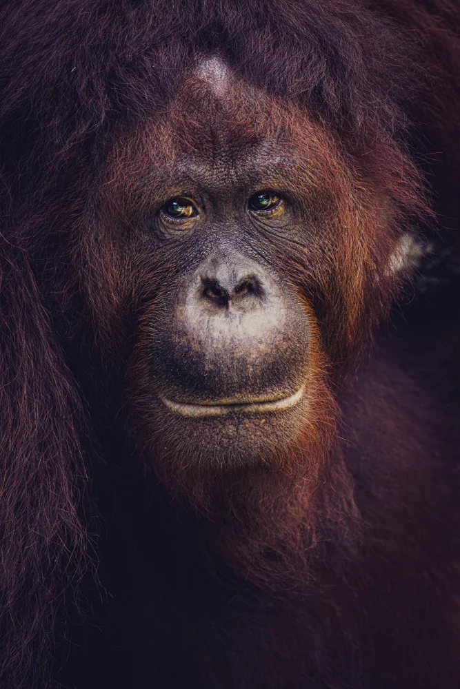 Tagliarino, Marco: Augen von Borneo