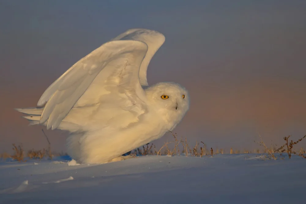 Zuo, Jun: Harfang des neiges qui décolle