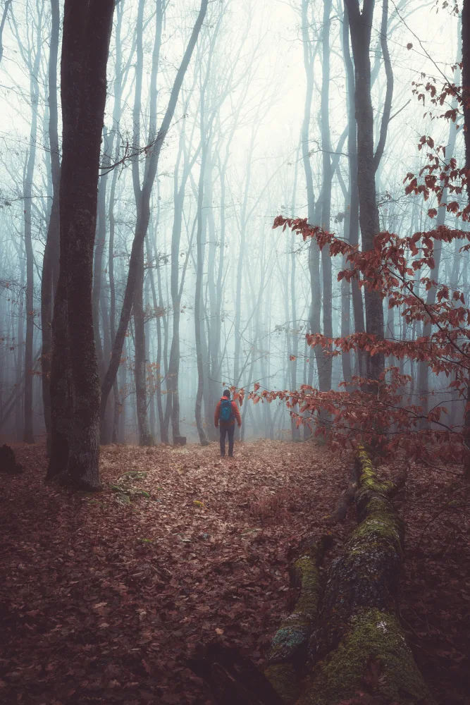 Mihai, Georgian Toma: Ein nebliger Herbstmorgenspaziergang durch den Wald