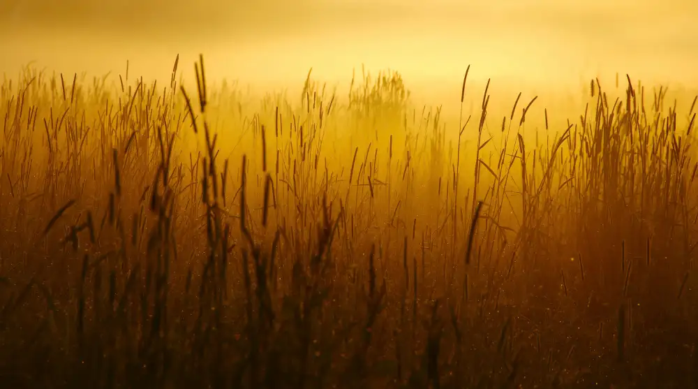 Joris: Nebbia
