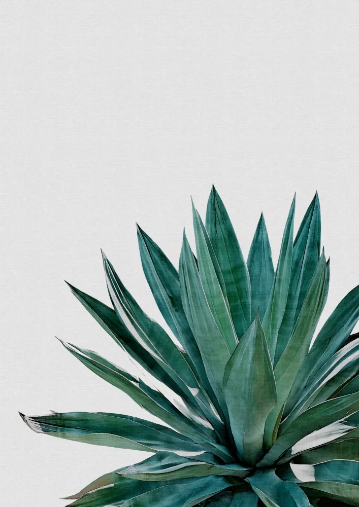 Studio, Orara: Agave-Cactus