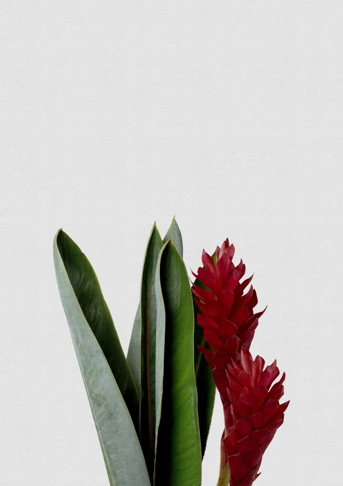 Studio, Orara: Fiore rosso
