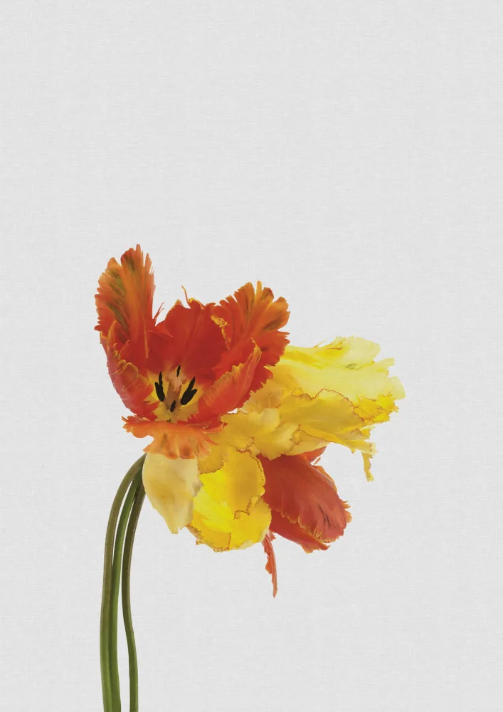 Studio, Orara: Natura morta del tulipano
