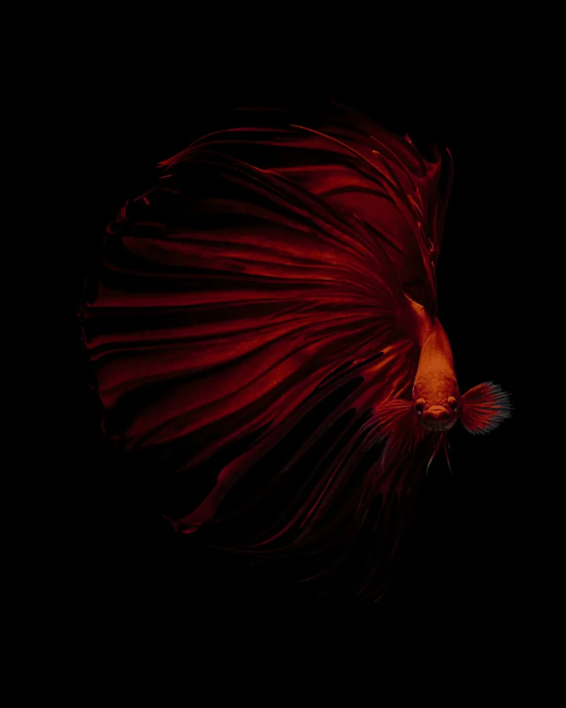 Halil, Andi: IL ROSSO